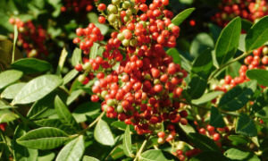 Mel de Aroeira dos Inhamuns recebe reconhecimento nacional com a Denominação de Origem