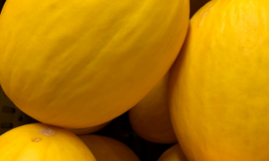 O Melão Rei da Itaueira será exportado para Arábia Saudita, Emirados Árabes e mais quatro países do Golfo.