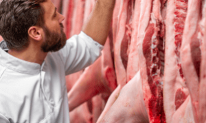 Exportações e controle da oferta mantêm mercado de suínos aquecido.