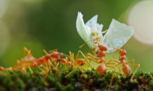 Cientistas sul-coreanos criam microrobots formiga que levantam cargas pesadas e desobstruem artérias.