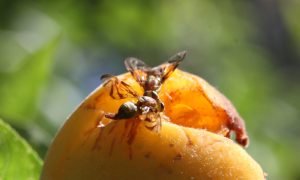 Ação da Adagri e APHIS garante monitoramento da mosca-das-frutas no Ceará