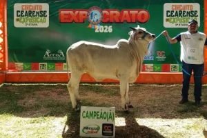 Expocrato 2026 sedia primeira exposição ranqueada do Nelore no Ceará — marco histórico