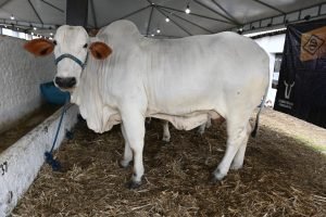 Legado da Expocrato 2026: do Nelore ranqueado ao Cariri como nova fronteira do agro