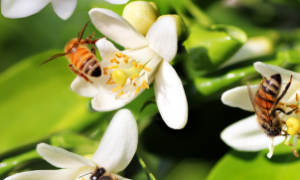 Nanodrones podem complementar a polinização, mas não substituem as abelhas.