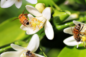 Pequenos nanodrones voando entre flores para polinização artificial