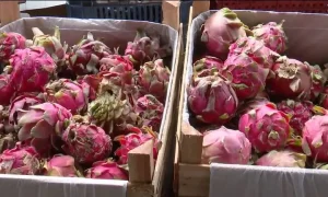 Produtores do Ceará investem em frutas exóticas como pitaia e tâmara, impulsionando o agronegócio local.