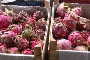 produtores cearenses cultivando pitaia e tâmara em áreas irrigadas