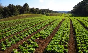 Produção de Olericultura Gera R$ 7,2 Bilhões no Paraná