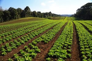 Produção de Olericultura Gera R$ 7,2 Bilhões no Paraná