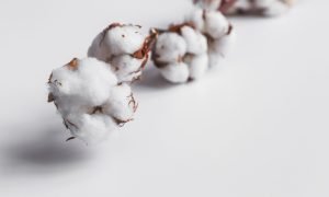 One branch of cotton deadwood on a white isolated background for design.