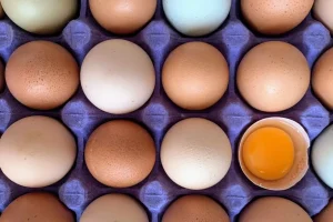 Novas linhagens de poedeiras produzem ovos coloridos e ampliam valor agregado ao produto.