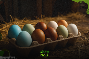 Ovos Coloridos na Avicultura