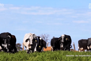 A bovinocultura no Ceará enfrenta desafios, mas avança com tecnologia e assistência técnica.