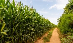 A path in the cornfield in the countryside
