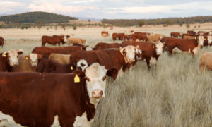 Gado pronto para o abate em confinamento no Texas