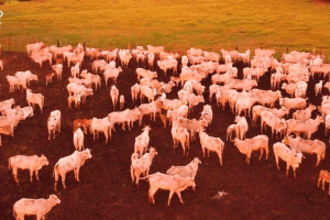 Mulher nordestina premiada com Nelore na Expocrato 2025