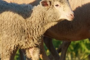 Mercado Halal e Rota do Cordeiro: a profissionalização da ovinocultura em Tauá