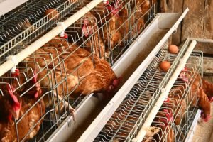 Produção de ovos perde ritmo no início de 2026 e preços sobem no Brasil