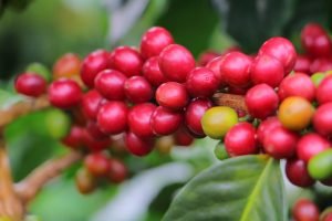 Close-up of bright red coffee cherries clustered on a branch with glossy green leaves in the background.