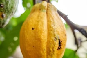 Cacau atinge máxima de um mês em Londres com temores sobre o El Niño na África