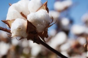 Algodão recorde no Brasil reforça otimismo para a retomada da cotonicultura cearense em Tauá