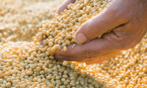 Soja sendo transportada após colheita