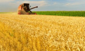 Governo anuncia R$ 516,2 bilhões para o agro no Plano Safra 2025/26