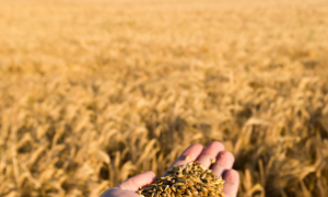 A inclusão do Plano Safra no Orçamento pode trazer mais previsibilidade para o agro.