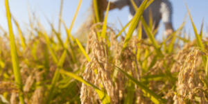 Plano Safra: O que realmente muda na vida do produtor rural?