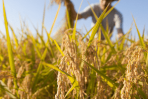 Plano Safra: O que realmente muda na vida do produtor rural?