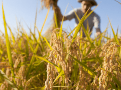 Plano Safra: O que realmente muda na vida do produtor rural?
