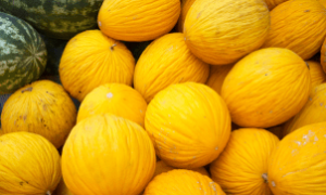 Adagri fiscaliza o plantio de melão e melancia em Morada Nova, garantindo exportação segura