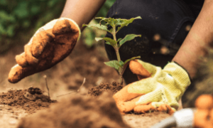  Equipamento moderno ajusta profundidade e espaçamento das sementes