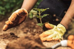 máquina agrícola realizando plantio de precisão no campo