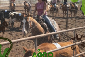 Competidores de Ranch Sorting no Brasil em prova de velocidade.
