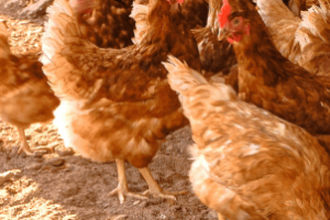 aves de postura caipira em sistema de criação ao ar livre, com bem-estar e manejo adequado