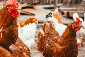 produtor mostrando ovos caipiras embalados para venda em feira local