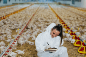 profissional aplicando medidas de biosseguridade em aviário industrial para prevenir doenças