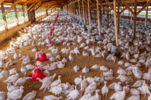 sistema de climatização em aviário com aves em produção intensiva e bem-estar garantido