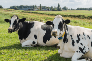 sistema de ventilação em instalação de pecuária leiteira para garantir conforto animal e bem-estar