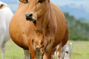 vacas leiteiras em dieta pré-parto bem manejada para garantir saúde e produtividade pós-parto