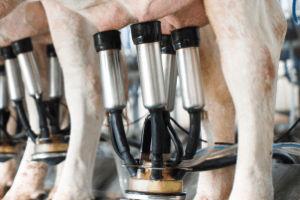 produtor rural analisando dados financeiros e produtivos na gestão de fazendas leiteiras de forma eficiente