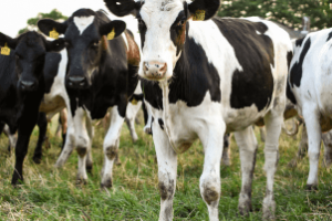 produtor rural utilizando biotecnologias e ferramentas para inovação na pecuária leiteira com foco em sustentabilidade