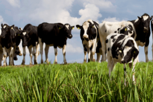 pecuarista manejando rebanho em pastagem irrigada com alta produtividade na pecuária de corte