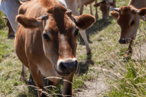 novilhas leiteiras em sistema de produção adaptado ao semiárido com manejo eficiente e sustentável