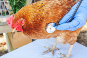 profissional aplicando vacina em aves contra reovirose aviária em aviário industrial