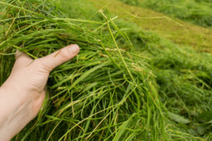 produção de silagem de capim com manejo adequado para garantir qualidade nutricional no semiárido