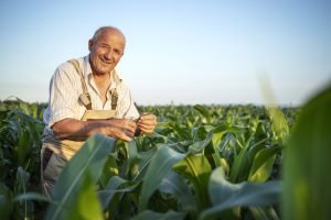 Portrait of senior hardworking farmer agronomist in corn field checking crops before harvest.