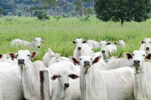 Brasil se torna livre de febre aftosa sem vacinação e avança rumo a novos mercados internacionais