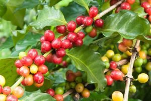 produção de café no maciço de Baturité ganha eficiência com novas técnicas